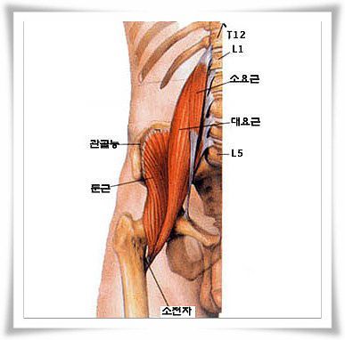 소요근 ＆ 대요근