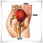 중둔근과 소둔근