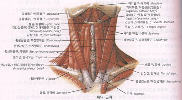 목의근육