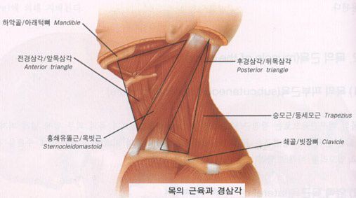 목의근육과 경삼각