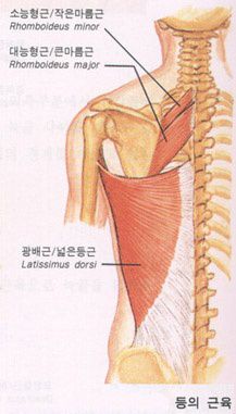 등의 근육