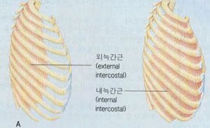 외늑각근, 내늑각근