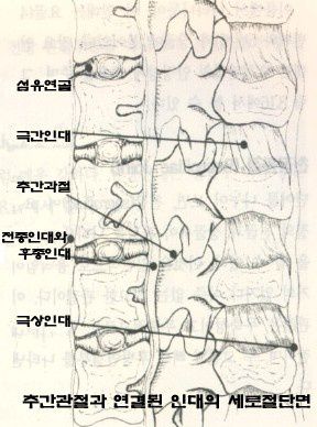 추간관절과 연결된 인대의 세로절단면