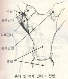 흉쇄 및 늑쇄 인대의 전방
