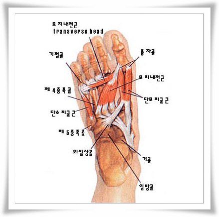 단무지굴근,단소지굴근