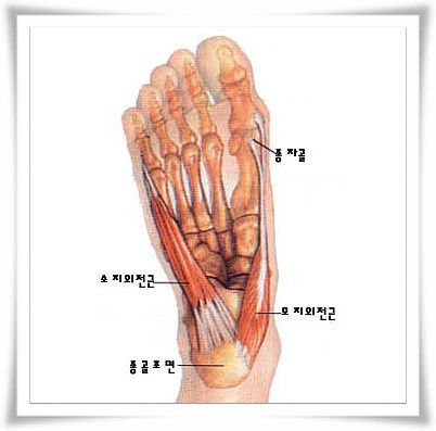 무지외전근, 소지외전근