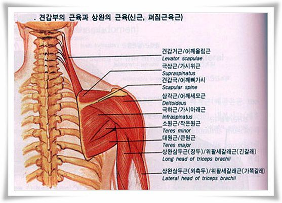 견갑부의근육상완의근육