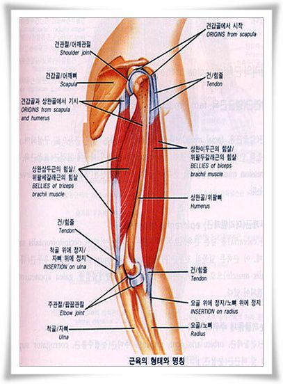 근육의형태와명칭
