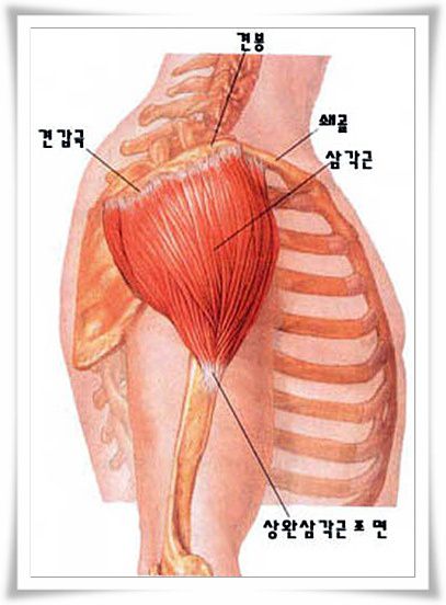 삼각근-deltoid