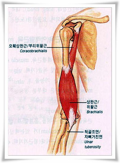 상완근-brachialis