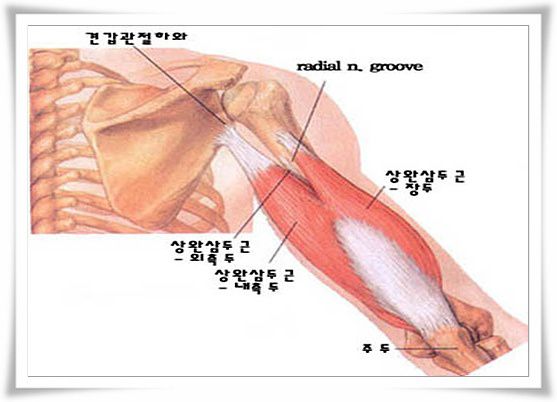 상완삼두근 - triceps brachii