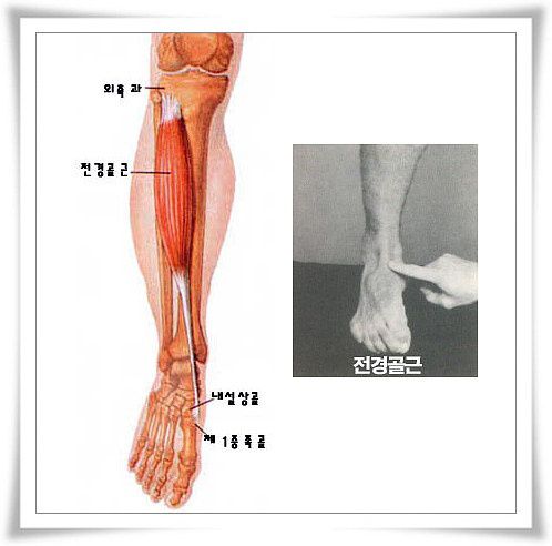 전경골근
