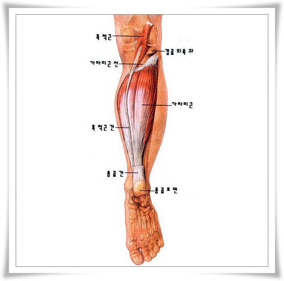 족척근 ＆ 가자미근